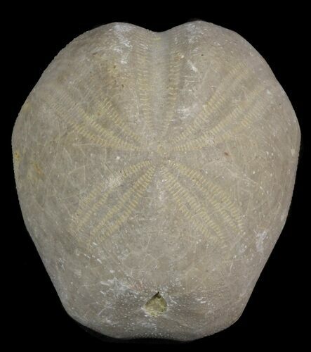 Toxaster Fossil Echinoid (Sea Urchin) - Agadir, Morocco #46406